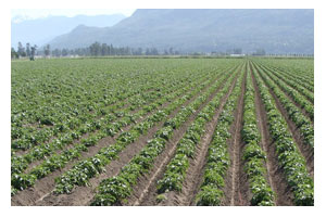 Agriculture Management